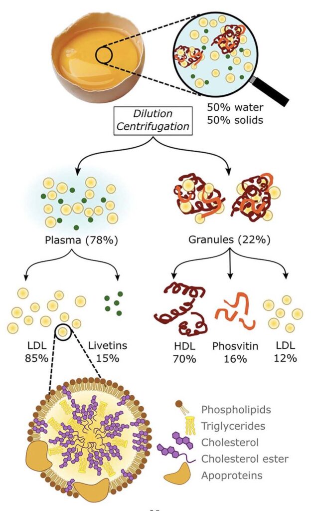 The components of egg yolk and egg tempera dilution