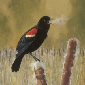 Profile photo of harne